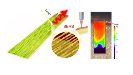《Nano Letters》刊發(fā)我校葉冬冬教授團(tuán)隊(duì)在纖維素食品安全檢測(cè)領(lǐng)域研究成果