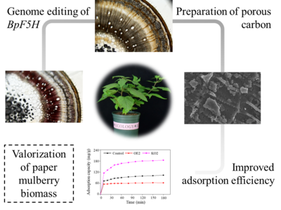 青島能源所利用構(gòu)樹基因編輯技術(shù)創(chuàng)制高性能生物基材料