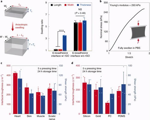 自然 材料 南科大郭傳飛 麻省理工趙選賀團(tuán)隊 石墨烯可粘附生物電界面