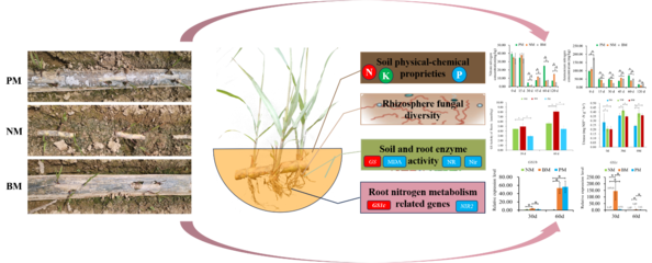 PBAT基全生物降解地膜能有效促進(jìn)甘蔗的營養(yǎng)代謝和生長(zhǎng)